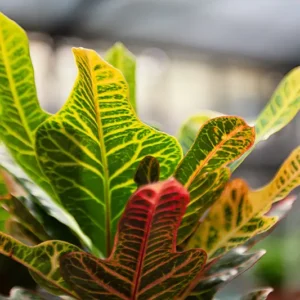 Codiaeum (Kroton)