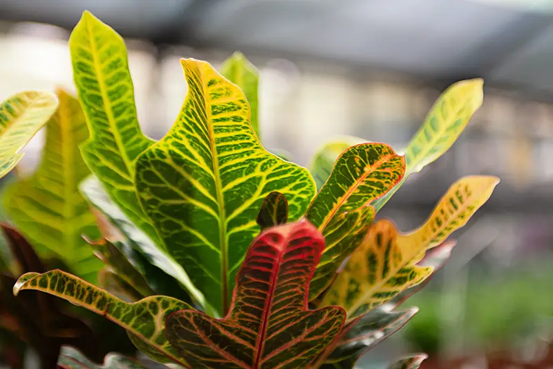 Codiaeum (Kroton)