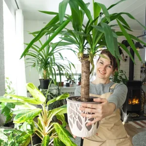 Dracaena "Janet Craig"
