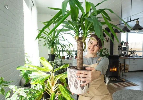 Dracaena "Janet Craig"