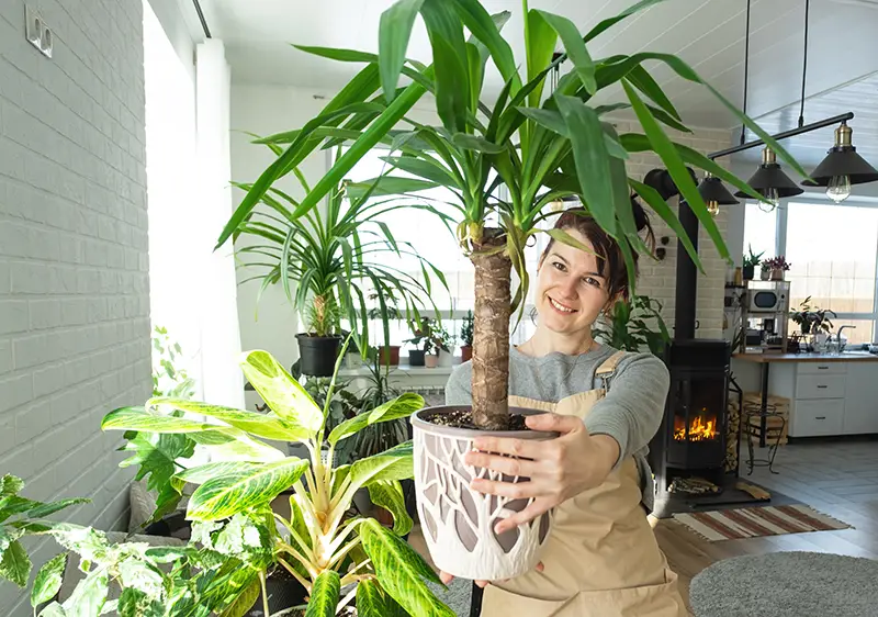 Dracaena "Janet Craig"